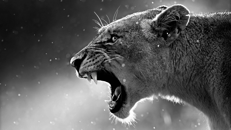 狮子 猛兽 动物 野兽 森林之王 咆哮 野生动物 凶猛 黑白 猫科动物 尖牙利齿 发飙 