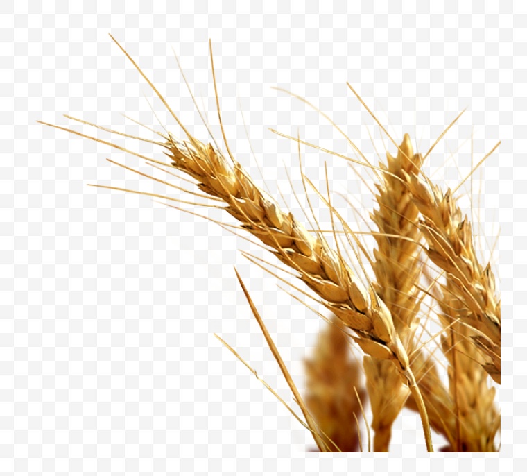 小麦 麦子 丰收 农业 现代农业 麦穗 png 粮食 