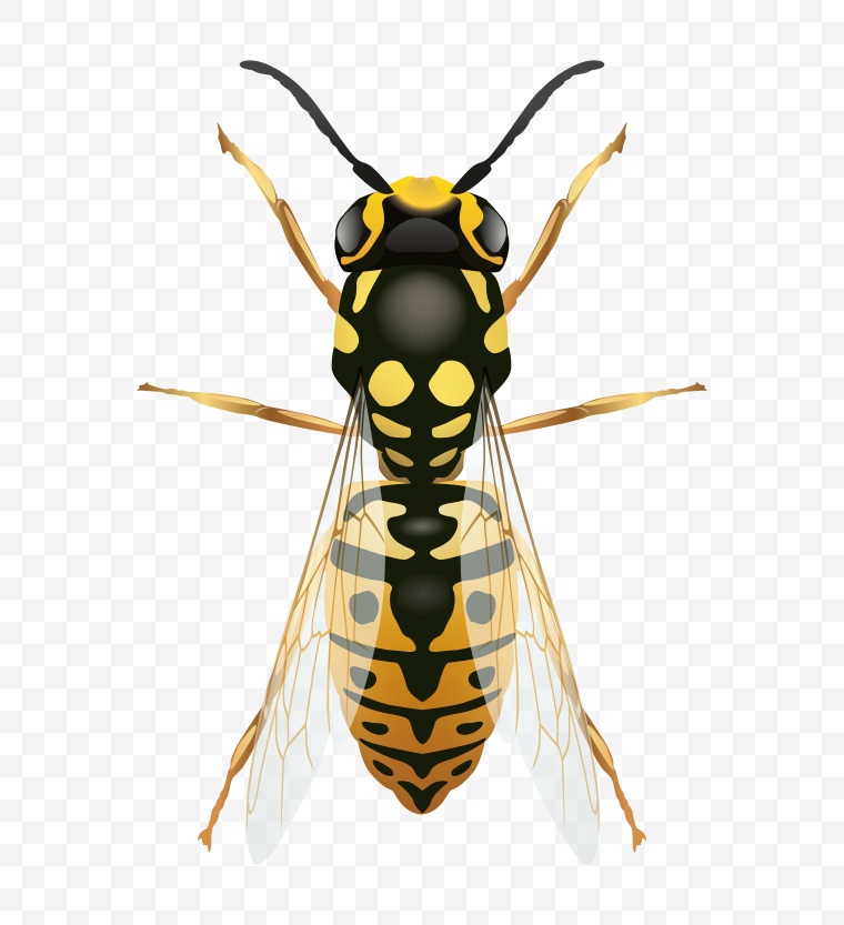 蜜蜂 小蜜蜂 小黄蜂 黄蜂 卡通 昆虫 png 