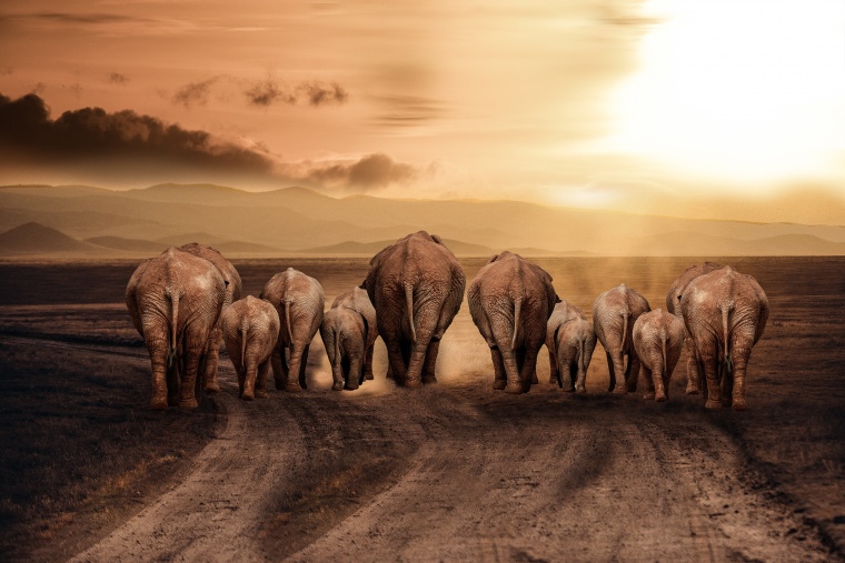 草原 大象 象 灰尘 野生动物 非洲 动物 