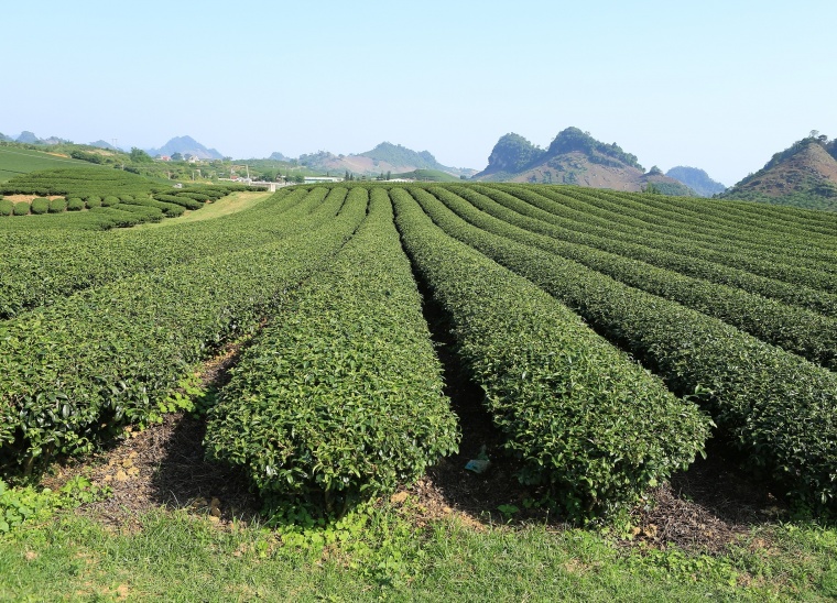 茶山 茶 茶文化 茶叶 绿茶 茶园 