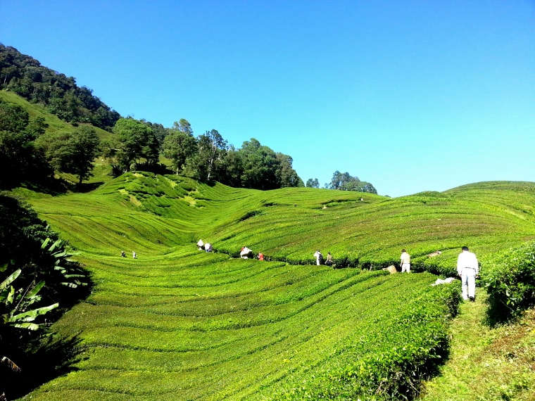 茶山 茶 茶文化 茶叶 绿茶 茶园 