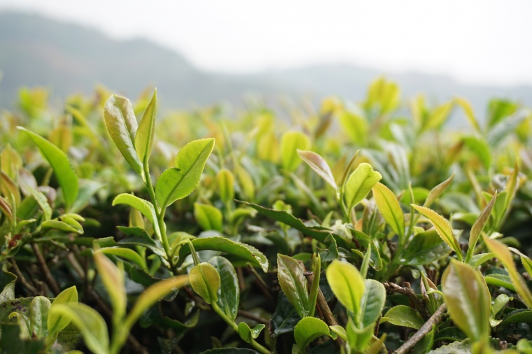 茶山 茶 茶文化 茶叶 绿茶 茶园 