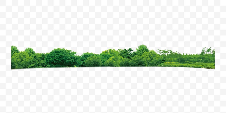 森林 树木 树 绿色 绿色环保 