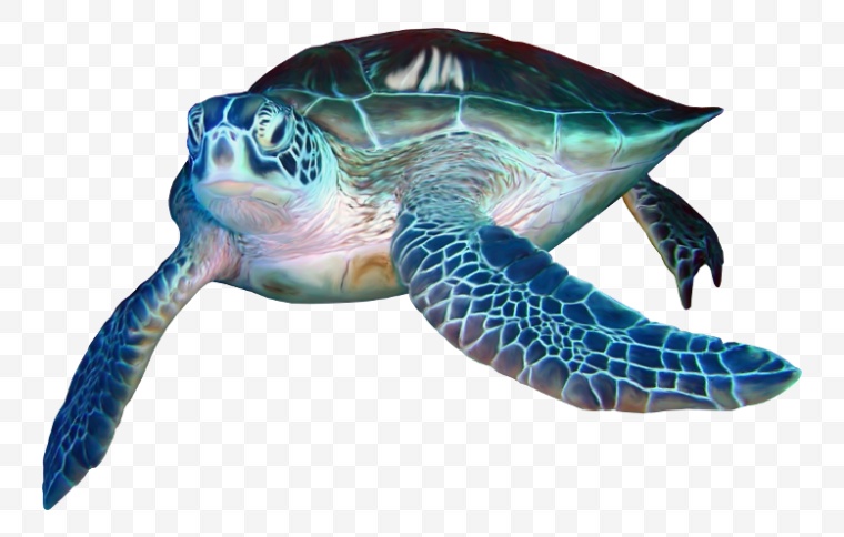 海龟 海底生物 乌龟 生物 海洋生物 png 