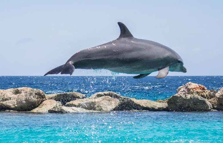 海豚 水族馆 海洋生物 