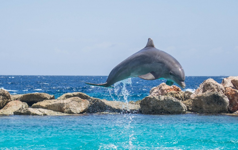 海豚 水族馆 海洋生物 