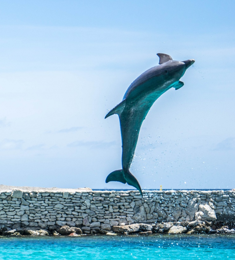 海豚 海洋生物 鱼类 