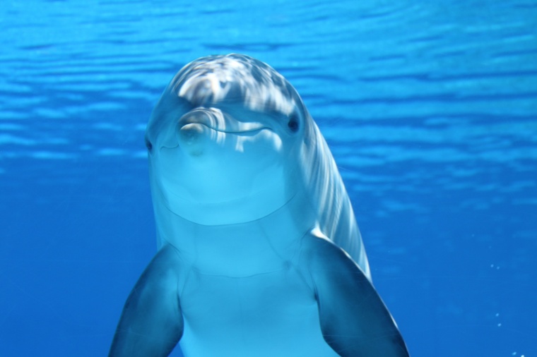 海豚 水族馆 海洋生物 