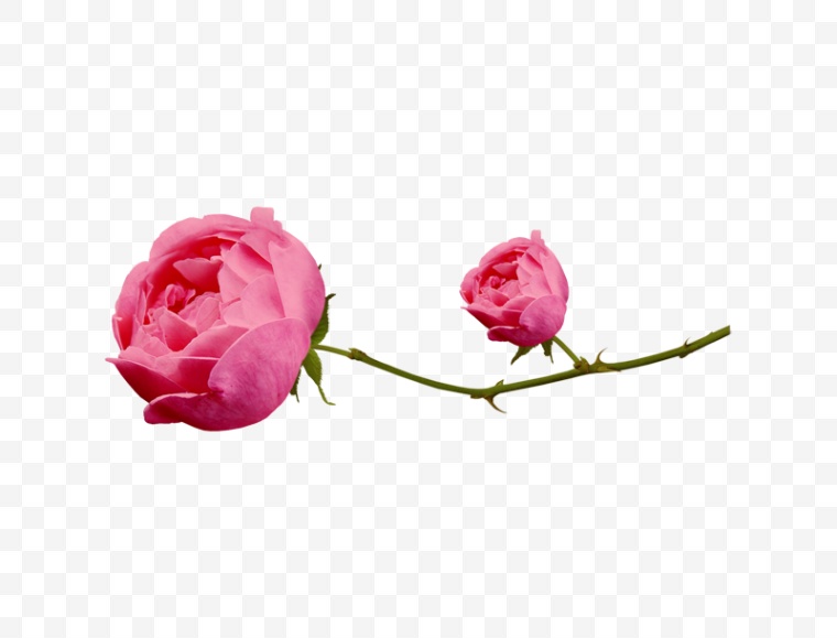 玫瑰花 爱情 花 花朵 浪漫 唯美 情人节 情人节玫瑰花 玫瑰 png 520 