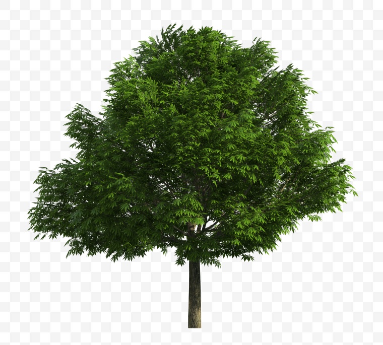 树 小树 绿树 环保 绿色 环境 png 