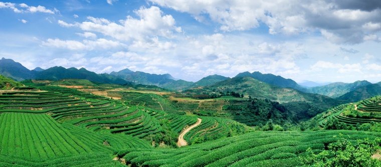 茶山 茶 茶叶 茶叶背景 茶山背景 新茶上市 新茶 茶园 