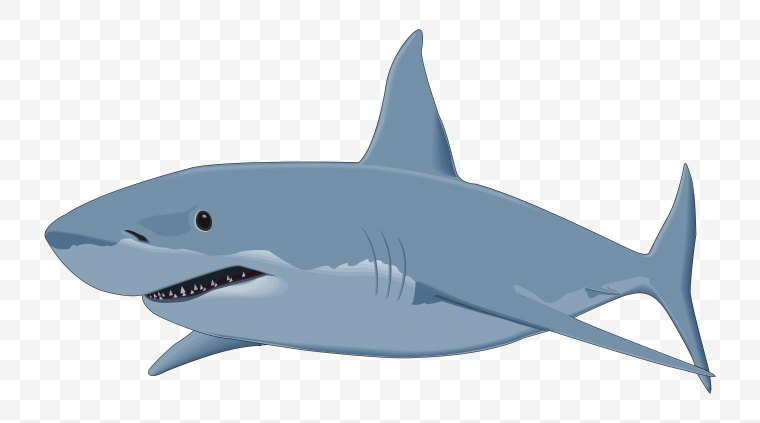 鱼 鲨鱼 卡通鱼 海洋生物 生物 动物 海底 png 