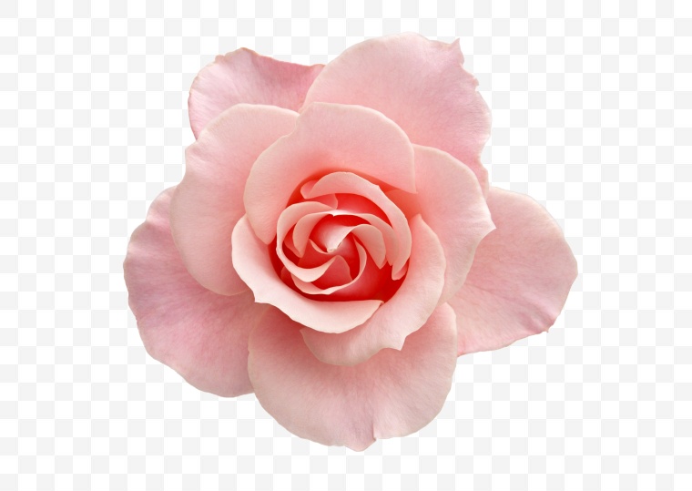 玫瑰花 爱情 花 花朵 浪漫 唯美 情人节 情人节玫瑰花 玫瑰 png 