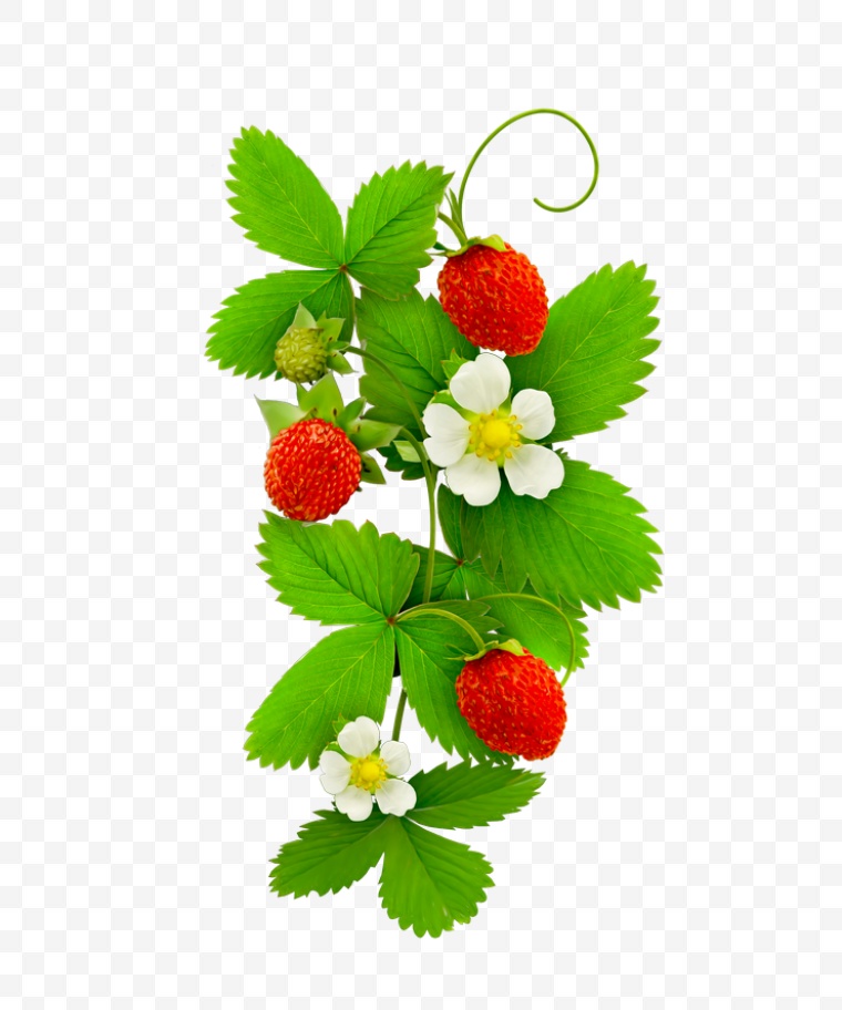草莓 水果 果实 草莓植株 植物 草莓藤 png 