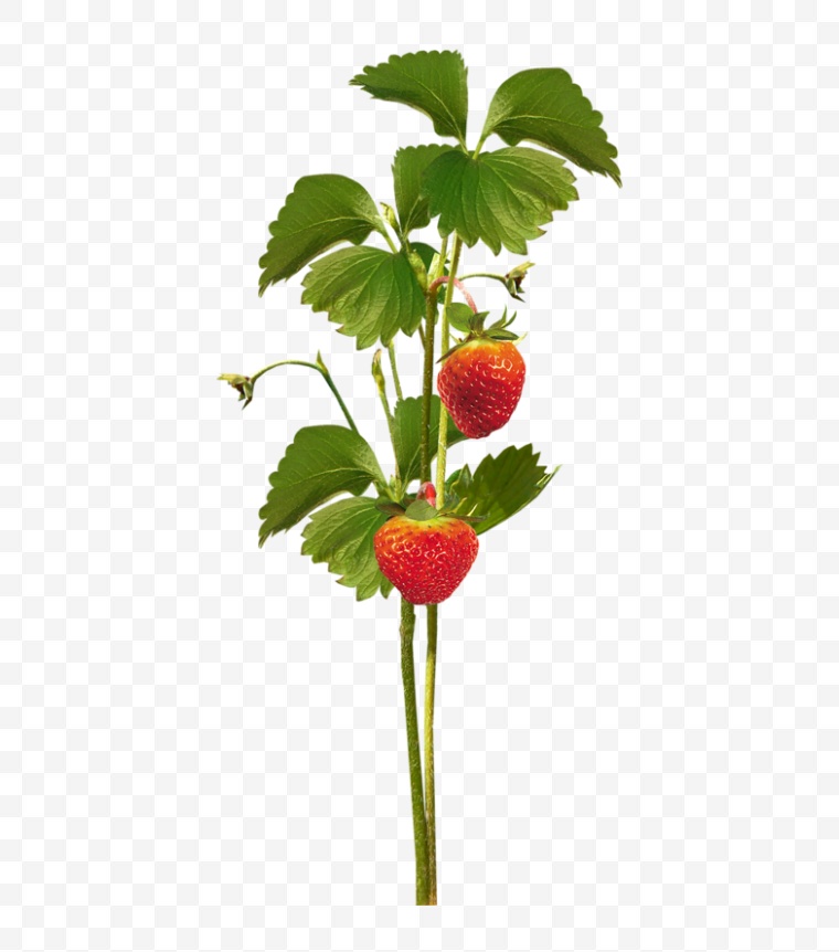 草莓 水果 果实 草莓植株 植物 草莓藤 png 