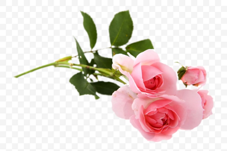 玫瑰花 爱情 花 花朵 浪漫 唯美 情人节 情人节玫瑰花 玫瑰 png 520 