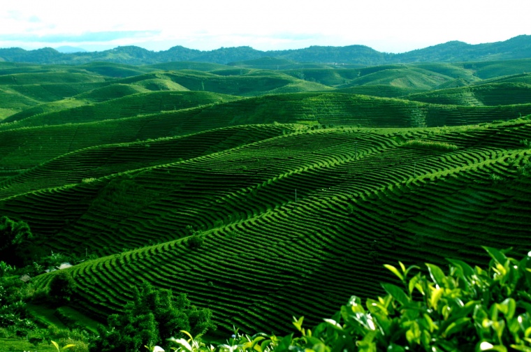 茶山 茶 茶叶 茶叶背景 茶山背景 新茶上市 新茶 茶园 