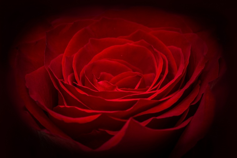 玫瑰花 玫瑰花背景 玫瑰 花 红色玫瑰花 红玫瑰 