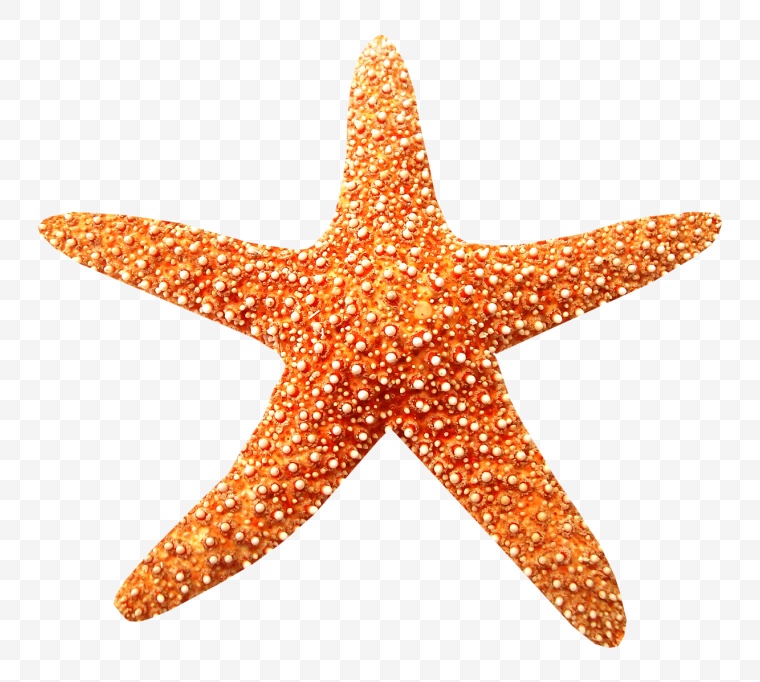 海星 贝壳 星星 海滩 海洋 海洋生物 png 