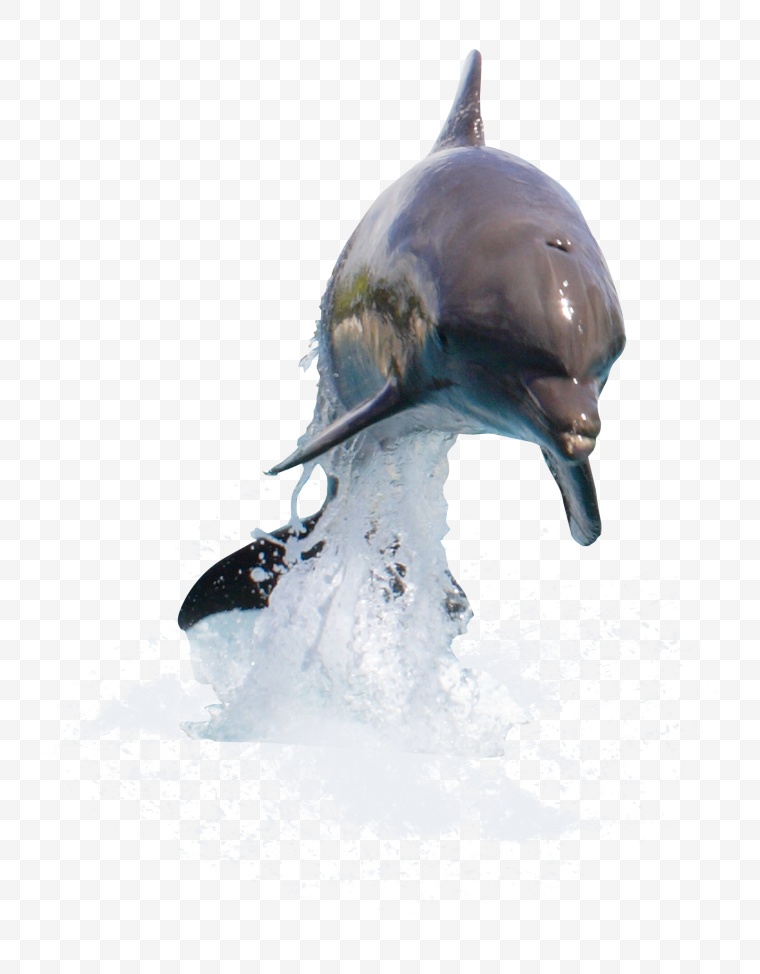 海豚 鱼 海洋生物 卡通海豚 png 