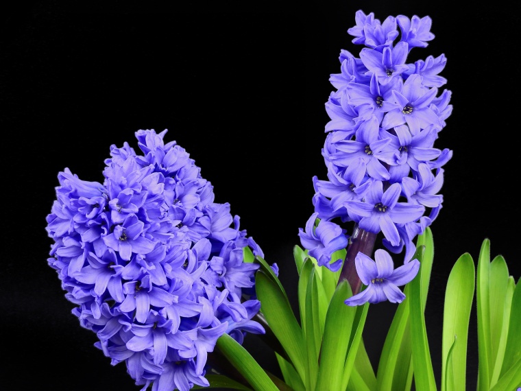 风信子花 风信子 花 紫色的花 鲜花 
