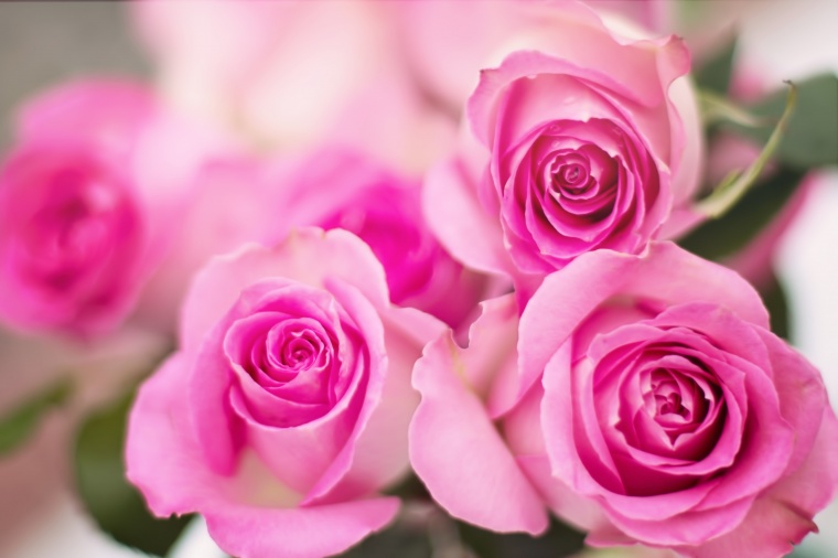 粉红玫瑰花 粉色玫瑰花 玫瑰花 玫瑰 花 浪漫 爱情 情人节 情人节背景 粉色玫瑰 
