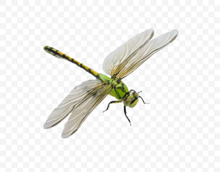 昆虫 蜻蜓 动物 卡通蜻蜓 小清新 文艺 png 