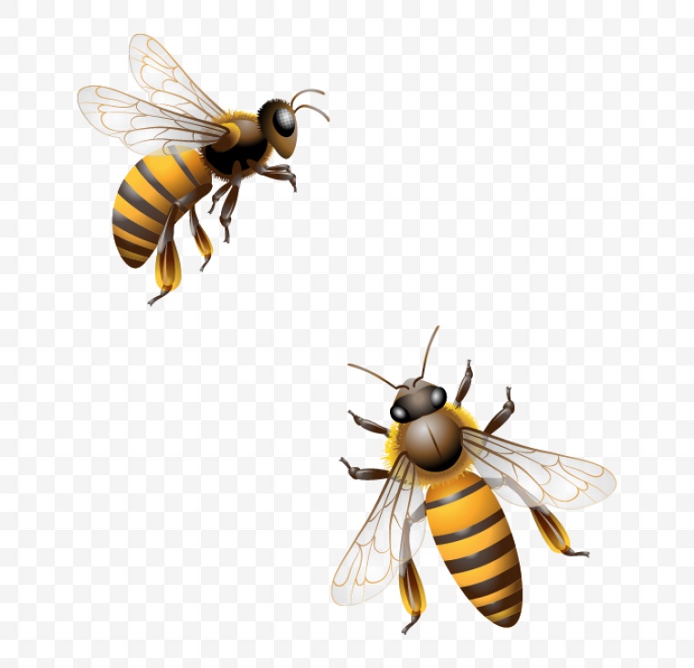 昆虫 蜜蜂 小蜜蜂 png 
