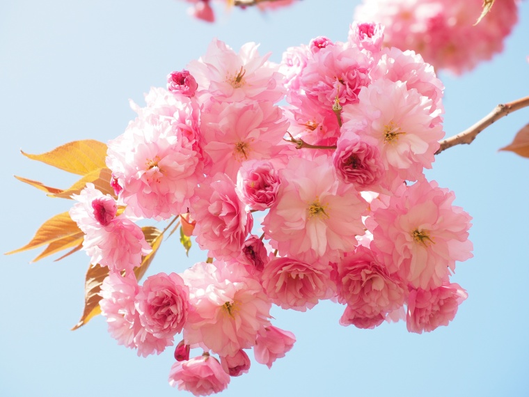 日本樱花 日本 樱花 春天 春季 出暖花开 开花 花开 