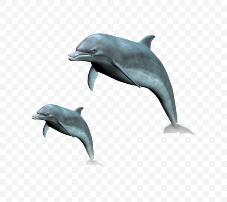 海豚 鱼 海洋生物 卡通海豚 png 