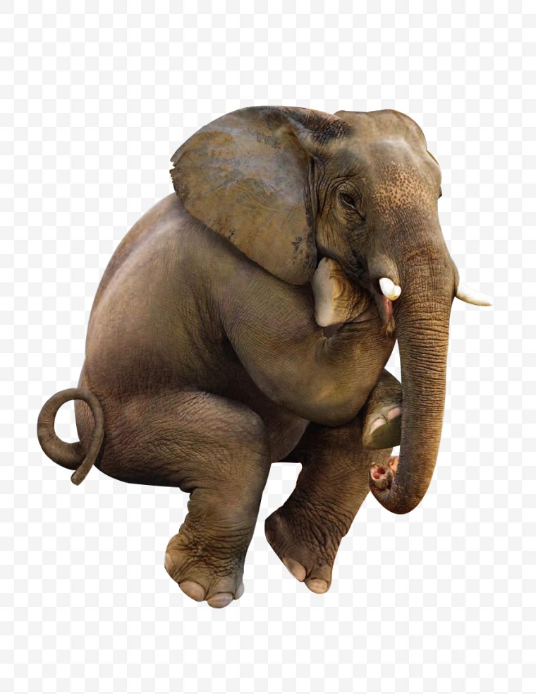 思考的大象 思考 大象 思考的象 象 动物 