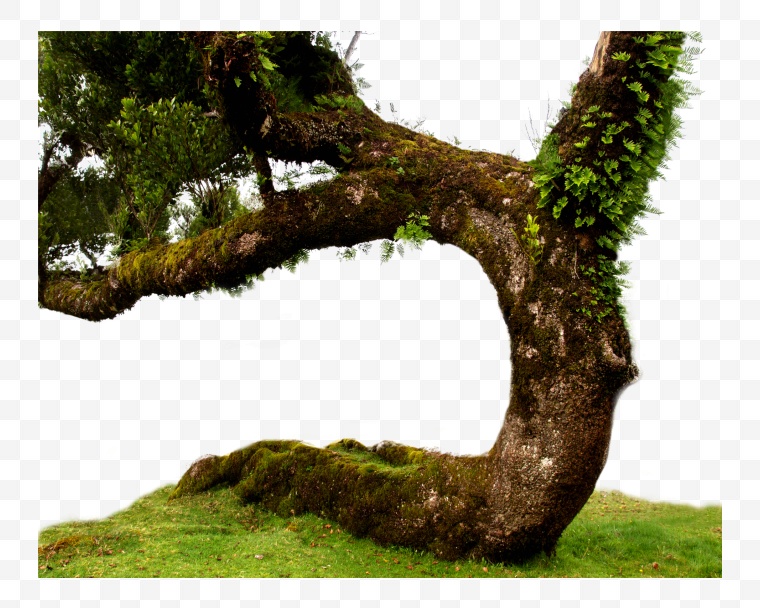大树 树 树根 树枝 自然 