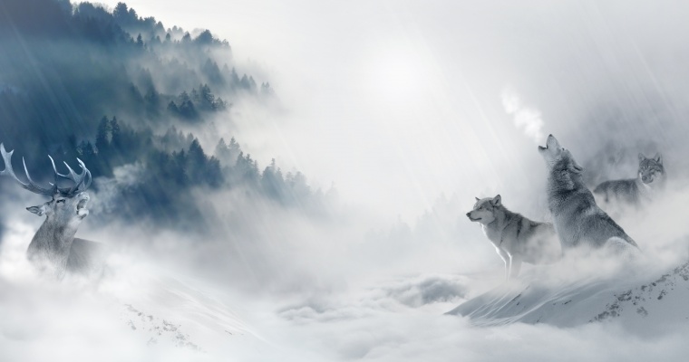 狼 雪狼 野生动物 动物 雪景 山脉 山谷 自然 风光 团队 企业文化 团队建设 大气 大气背景 冬天 冬季 古典 森林 云雾 云山云海 云海 