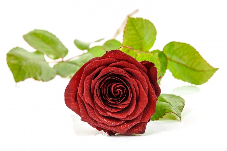 红色玫瑰花 玫瑰花 红玫瑰 玫瑰 花 情人节 浪漫 爱情 鲜花 花束 