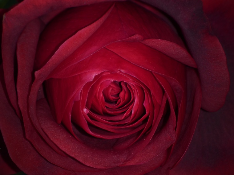 红色玫瑰花 玫瑰花 红玫瑰 玫瑰 花 情人节 浪漫 爱情 鲜花 花束 红色 红色背景 