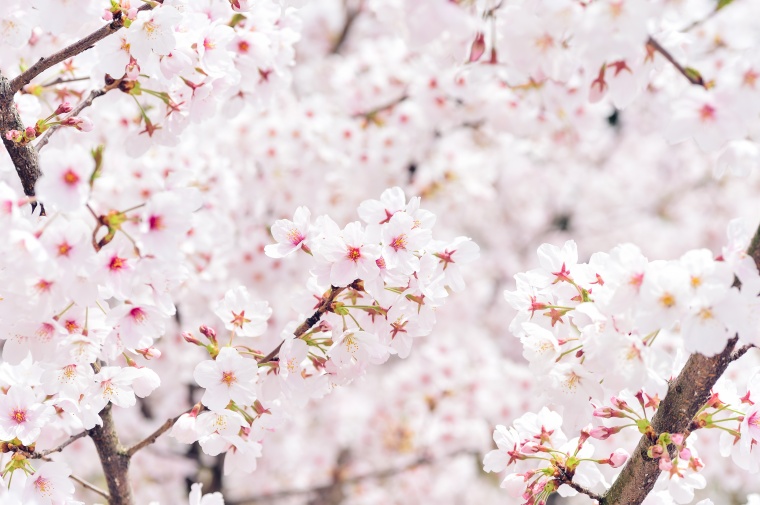 日本樱花 日本 樱花 樱花盛开 春天 春季 粉色的花 