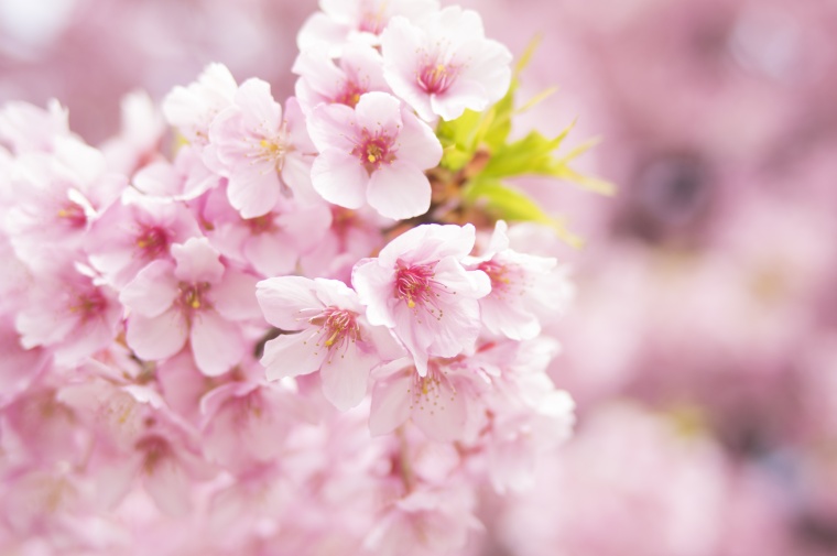 日本樱花 日本 樱花 樱花盛开 春天 春季 粉色的花 