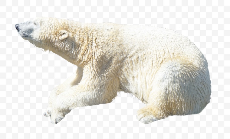 熊 白熊 北极熊 动物 可爱动物 可爱 png 