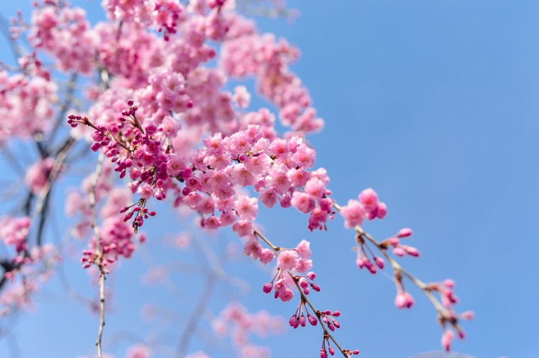 日本樱花 日本 樱花 樱花盛开 春天 春季 粉色的花 