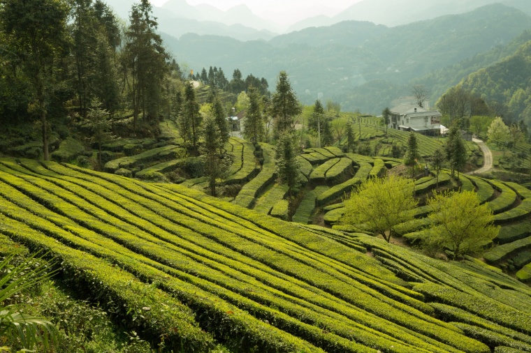 茶山 茶 茶叶 茶叶背景 茶山背景 新茶上市 新茶 茶园 