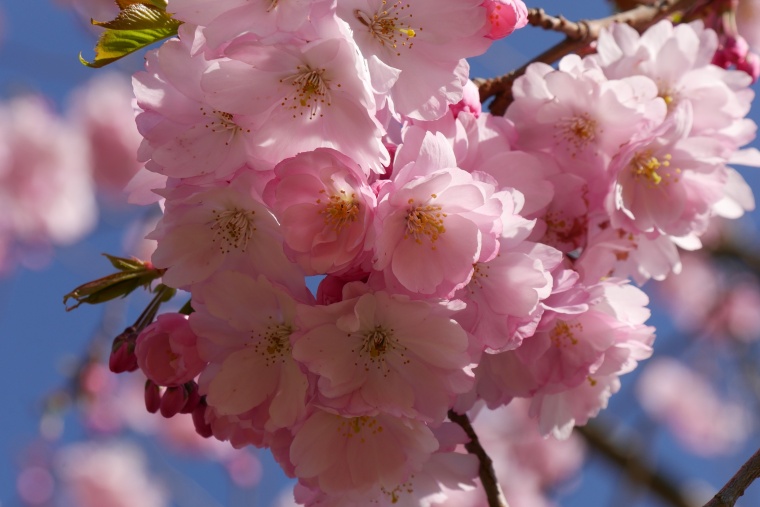 日本樱花 日本 樱花 春天 春季 出暖花开 开花 花开 