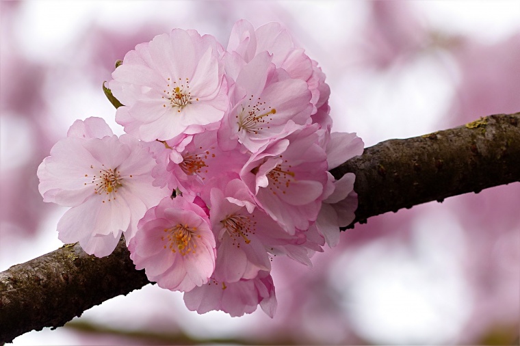 日本樱花 日本 樱花 春天 春季 出暖花开 开花 花开 