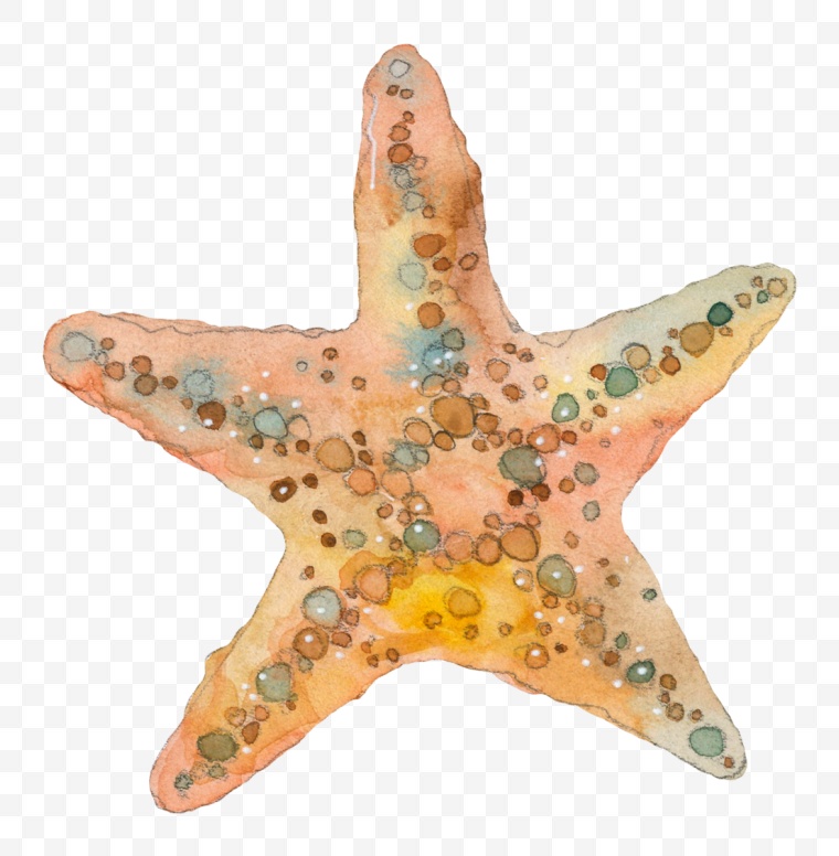 海星 贝壳 星星 海滩 海洋 海洋生物 png 