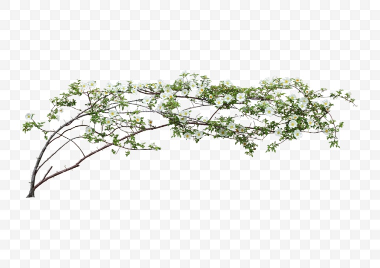 植物 绿植 树叶 叶子 png 