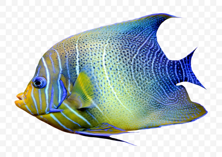 海洋生物 海底生物 鱼 小鱼 观赏鱼 png 