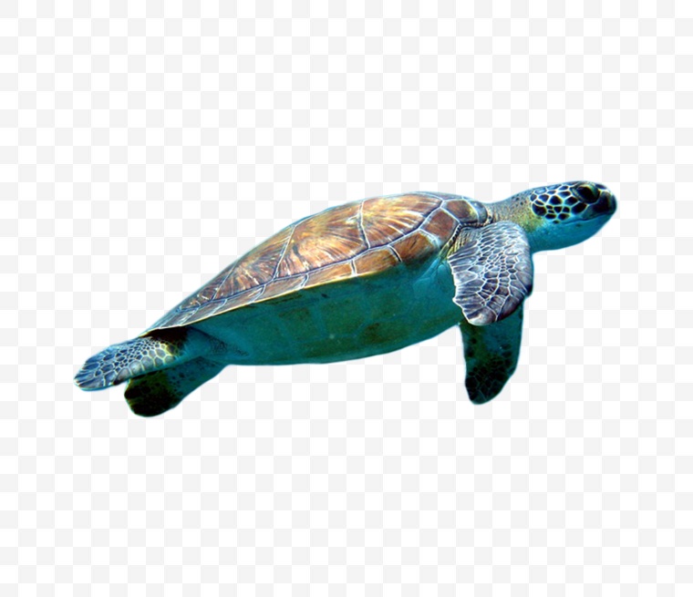 海龟 海底生物 乌龟 生物 海洋生物 png 