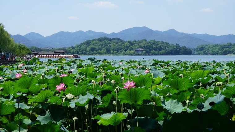 荷花 荷叶 古典 荷花背景 夏季 夏天 夏 夏日 夏天背景 夏季背景 西湖 杭州西湖 杭州 