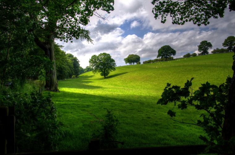 绿色 绿色草地 森林 自然 大自然 自然风光 自然风景 