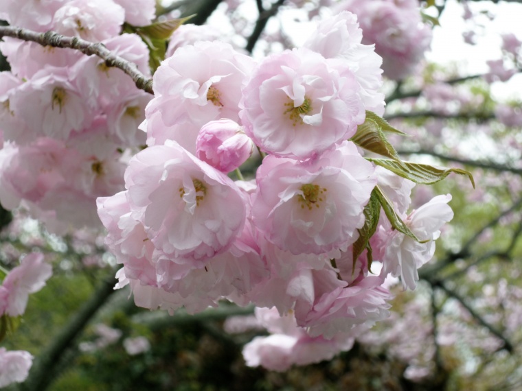 樱花 春天 春季 粉色樱花 粉色的花 